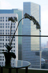 Singapore Hotels & Accommodation